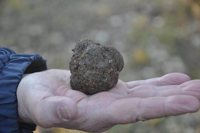 Truffe-DSC_0151 [50%].JPG