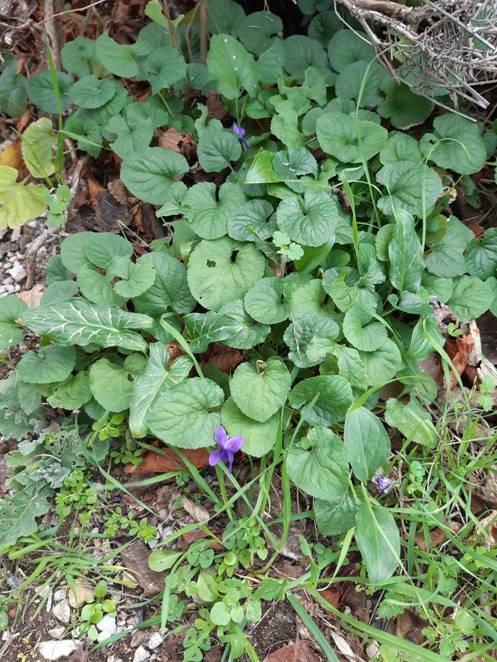 GDL2020-Gite-20200119_095102 [50%].jpg